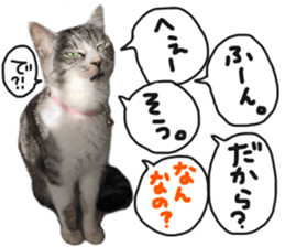 My cat Sticker for lovers. sticker #14709322