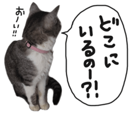 My cat Sticker for lovers. sticker #14709323