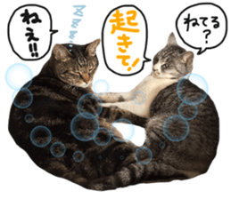 My cat Sticker for lovers. sticker #14709326