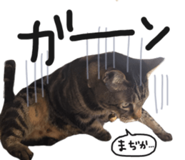 My cat Sticker for lovers. sticker #14709328