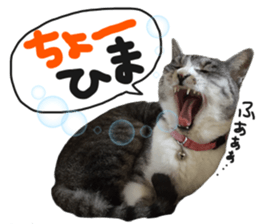 My cat Sticker for lovers. sticker #14709329