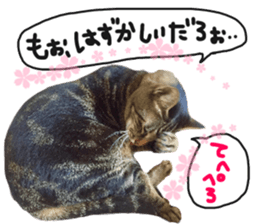 My cat Sticker for lovers. sticker #14709330