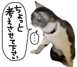 My cat Sticker for lovers. sticker #14709332