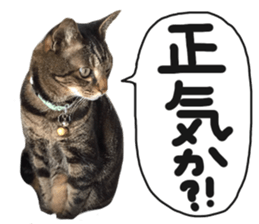 My cat Sticker for lovers. sticker #14709333