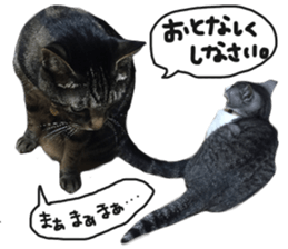 My cat Sticker for lovers. sticker #14709335