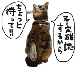 My cat Sticker for lovers. sticker #14709338