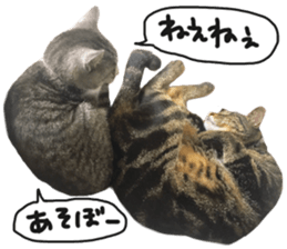 My cat Sticker for lovers. sticker #14709340