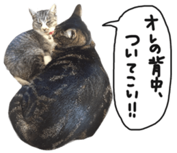 My cat Sticker for lovers. sticker #14709341