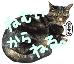 My cat Sticker for lovers. sticker #14709342