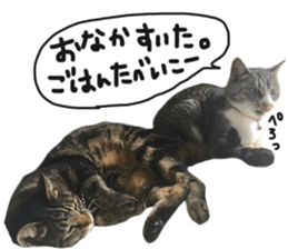 My cat Sticker for lovers. sticker #14709347