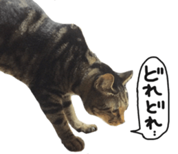 My cat Sticker for lovers. sticker #14709348