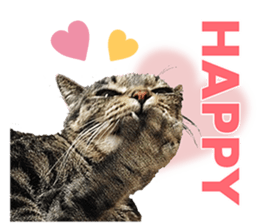cat! cat!! cat!!! part2 sticker #14709659
