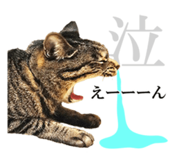 cat! cat!! cat!!! part2 sticker #14709665