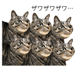 cat! cat!! cat!!! part2 sticker #14709672