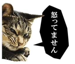cat! cat!! cat!!! part2 sticker #14709677
