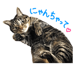 cat! cat!! cat!!! part2 sticker #14709683