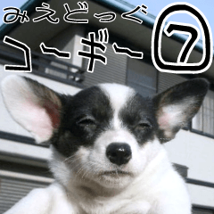 MIEDOG Welsh Corgi Cardigan sticker 7