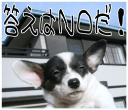 MIEDOG Welsh Corgi Cardigan sticker 7 sticker #14714855