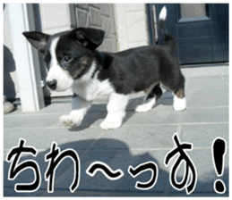MIEDOG Welsh Corgi Cardigan sticker 7 sticker #14714856