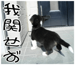MIEDOG Welsh Corgi Cardigan sticker 7 sticker #14714859