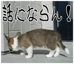 MIEDOG Welsh Corgi Cardigan sticker 7 sticker #14714860