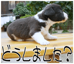 MIEDOG Welsh Corgi Cardigan sticker 7 sticker #14714862