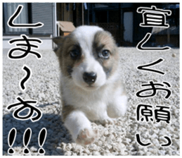 MIEDOG Welsh Corgi Cardigan sticker 7 sticker #14714864