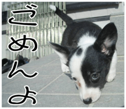 MIEDOG Welsh Corgi Cardigan sticker 7 sticker #14714865