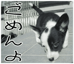 MIEDOG Welsh Corgi Cardigan sticker 7 sticker #14714865