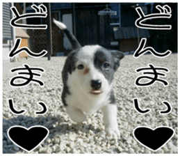 MIEDOG Welsh Corgi Cardigan sticker 7 sticker #14714867