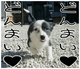 MIEDOG Welsh Corgi Cardigan sticker 7 sticker #14714867