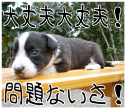 MIEDOG Welsh Corgi Cardigan sticker 7 sticker #14714868