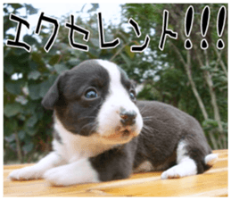 MIEDOG Welsh Corgi Cardigan sticker 7 sticker #14714869