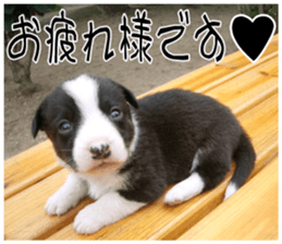MIEDOG Welsh Corgi Cardigan sticker 7 sticker #14714871