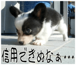 MIEDOG Welsh Corgi Cardigan sticker 7 sticker #14714872