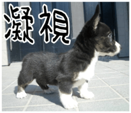 MIEDOG Welsh Corgi Cardigan sticker 7 sticker #14714873