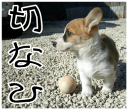 MIEDOG Welsh Corgi Cardigan sticker 7 sticker #14714874