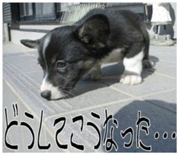 MIEDOG Welsh Corgi Cardigan sticker 7 sticker #14714875
