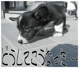 MIEDOG Welsh Corgi Cardigan sticker 7 sticker #14714875