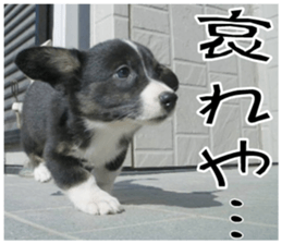 MIEDOG Welsh Corgi Cardigan sticker 7 sticker #14714876