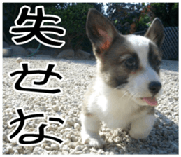 MIEDOG Welsh Corgi Cardigan sticker 7 sticker #14714877