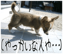 MIEDOG Welsh Corgi Cardigan sticker 7 sticker #14714878