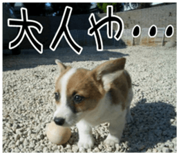 MIEDOG Welsh Corgi Cardigan sticker 7 sticker #14714879