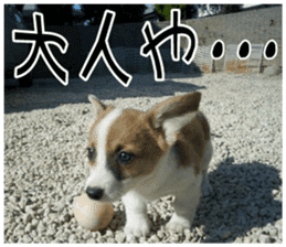 MIEDOG Welsh Corgi Cardigan sticker 7 sticker #14714879