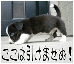 MIEDOG Welsh Corgi Cardigan sticker 7 sticker #14714880