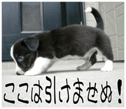 MIEDOG Welsh Corgi Cardigan sticker 7 sticker #14714880