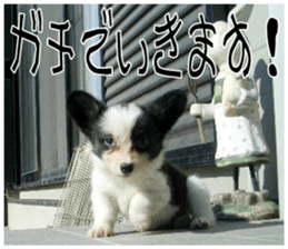 MIEDOG Welsh Corgi Cardigan sticker 7 sticker #14714881