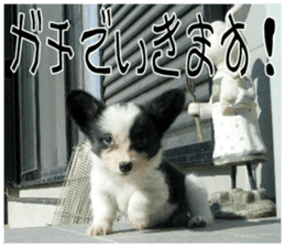 MIEDOG Welsh Corgi Cardigan sticker 7 sticker #14714881