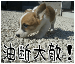MIEDOG Welsh Corgi Cardigan sticker 7 sticker #14714882