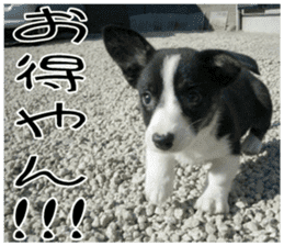 MIEDOG Welsh Corgi Cardigan sticker 7 sticker #14714883